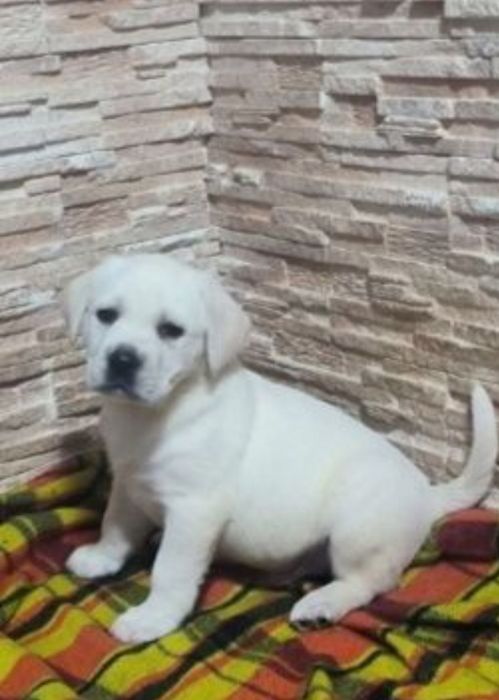 Продам щенков Лабрадор