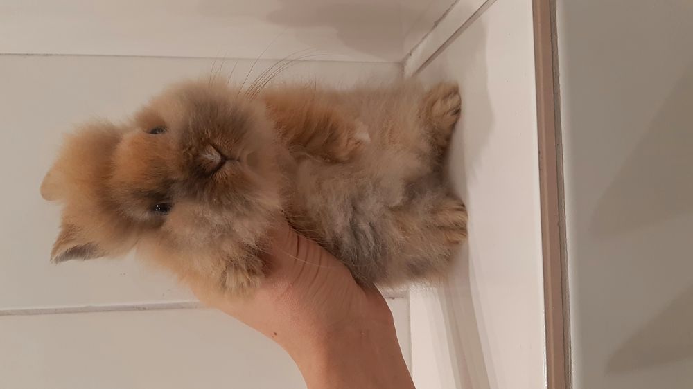 Карликовые миниатюрные декоративные вислоухие и торчеухие кролики