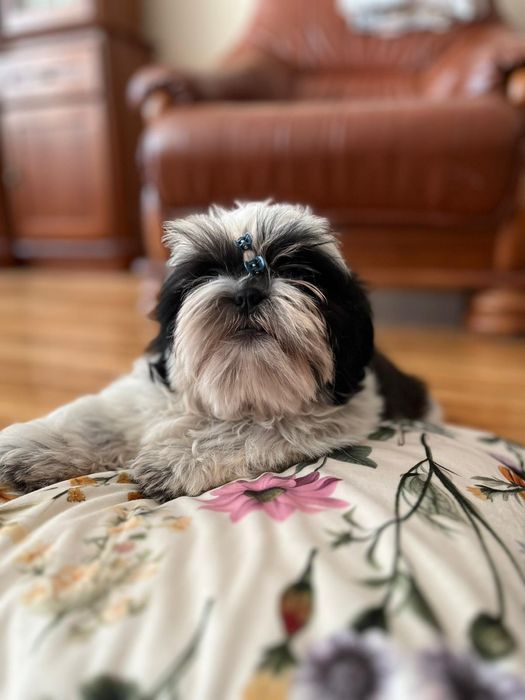 Szczenię Shih tzu gotowe do odbioru