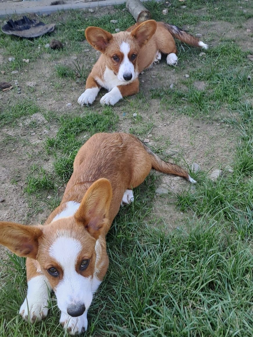 **FLOKI**WELSH CORGI CARDIGAN **śliczny piesek gotowy do zmiany domku