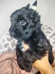 Yorkshire Terrier, Black, pies