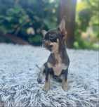 Chihuahua krotkowlosa xs