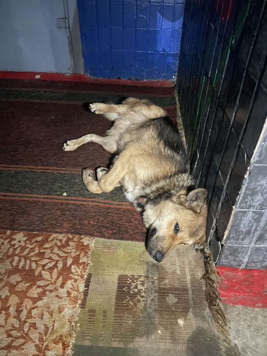 Замечен пес, Гагарина, зерновая