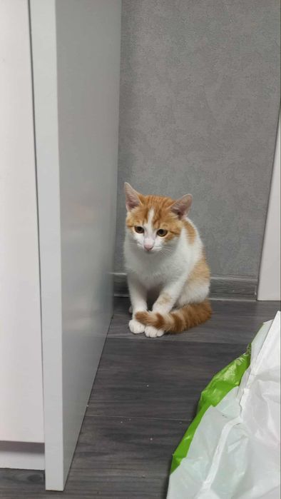 Котик підліток в хорогі руки