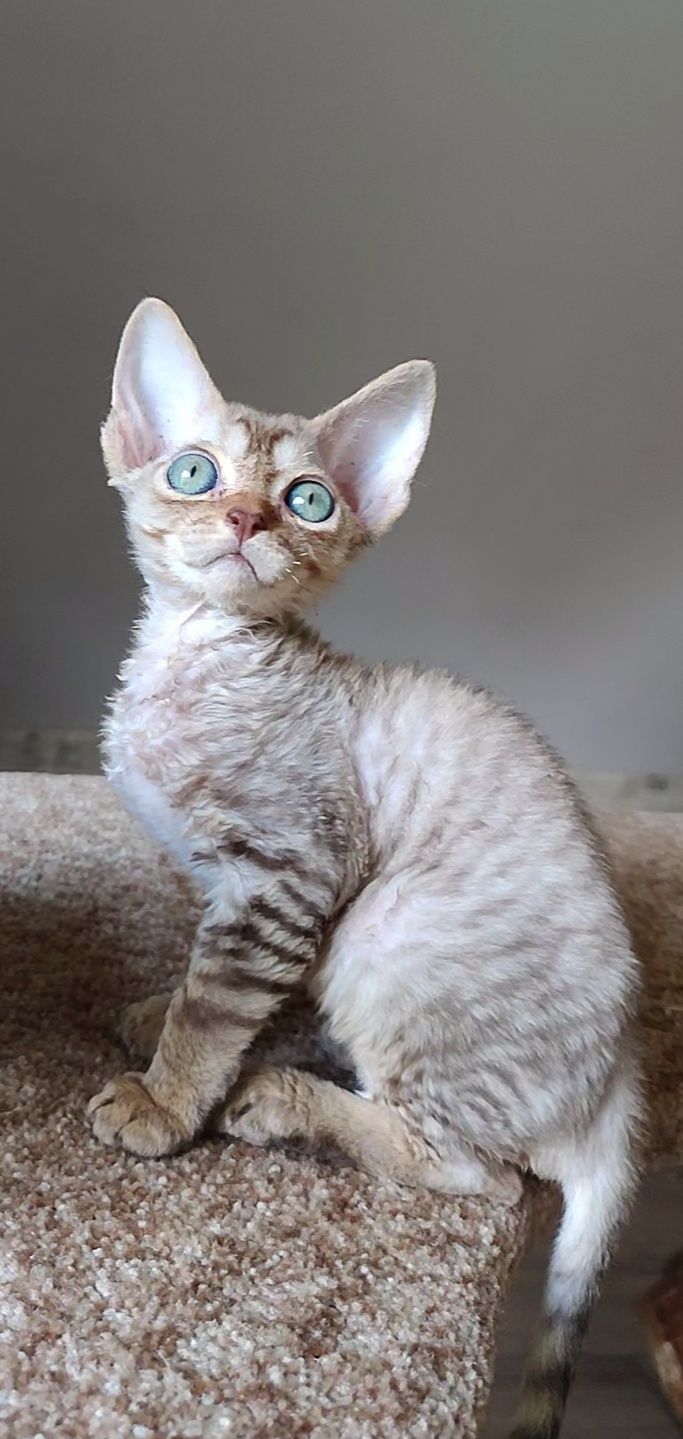 Кошенята Devon Rex
