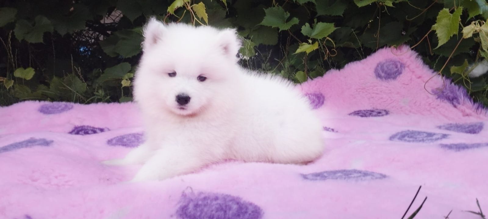 Szczeniak samoyed FCI DZIEWCZYNKA