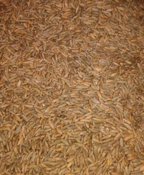 Żyto ozime 2025 zbiór