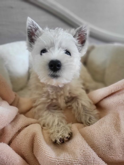 West Highland White Terrier/ Вест Хайленд Уайт Терр'єр