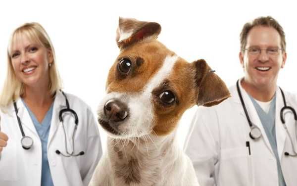 Ветеринарный врач.Ветеринар.Кастрация,Стерилизация,Стрижка собак,котов