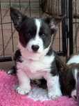 Welsh Corgi Cardigan szczenie FCI