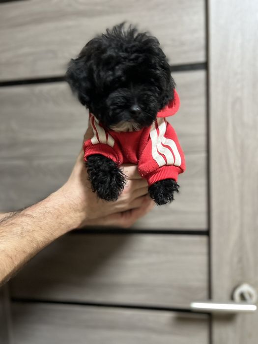 Милые black Maltipy