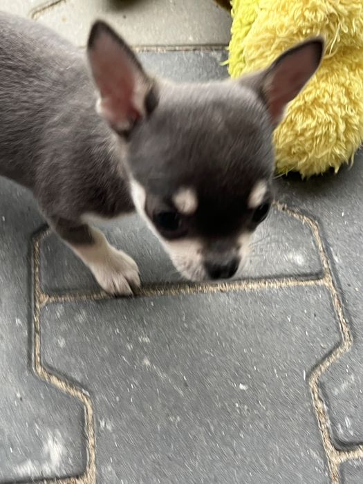 Malenki piesek chihuahua do odbioru