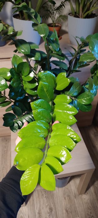 Zamiokulkas zamioculcas