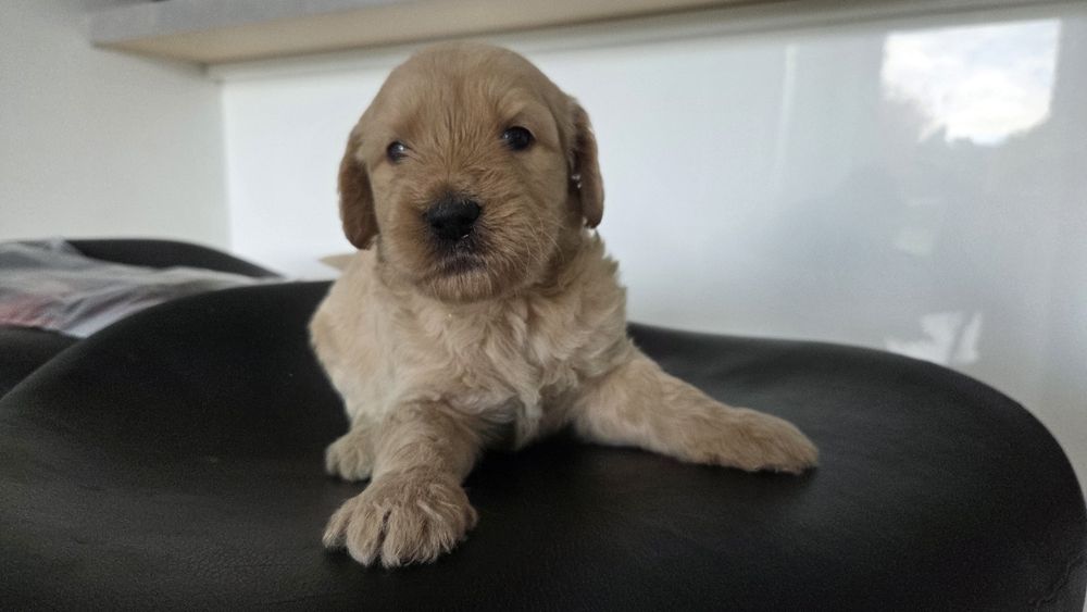 Goldendoodle suczka