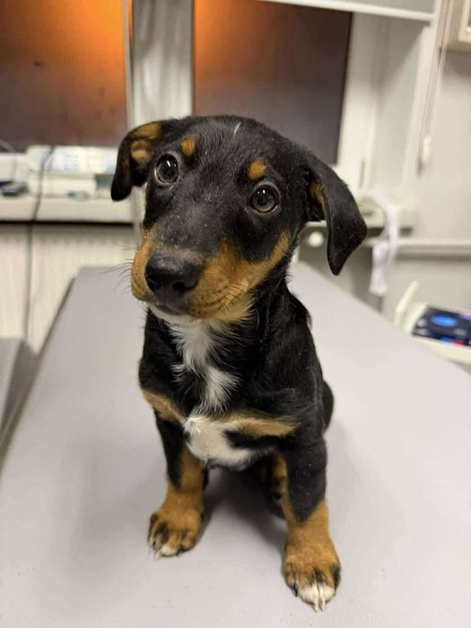 Romek i Atomek - urocze, małe szczeniaki szukają domów!