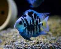 Рибка папуга блакитний тигр