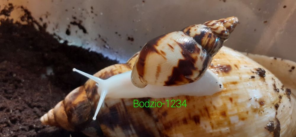 Największe ślimaki afrykańskie lissachatina Reticulata Albino boody
