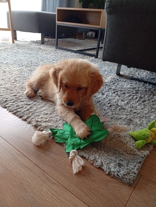 Linia amerykańska rudy samczyk  ZKPL/DNA/gen/ badania