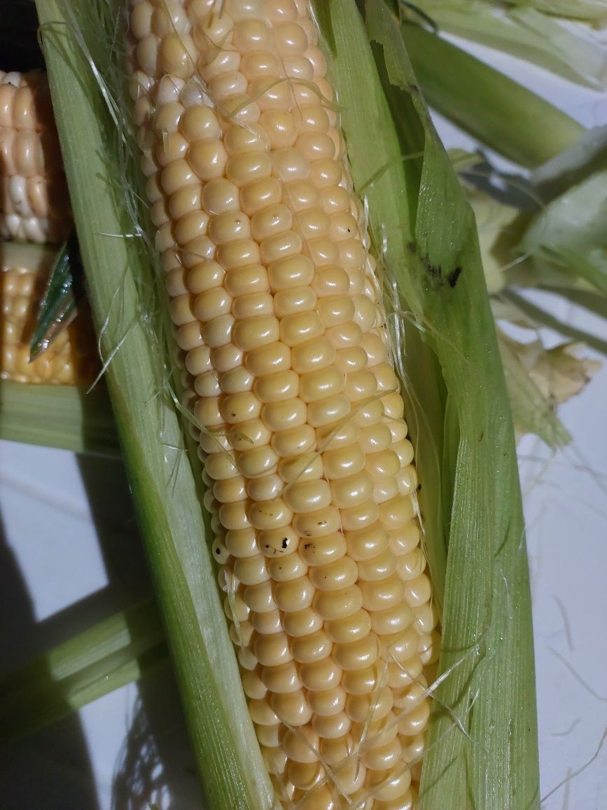 Продам солодку кукурудзу