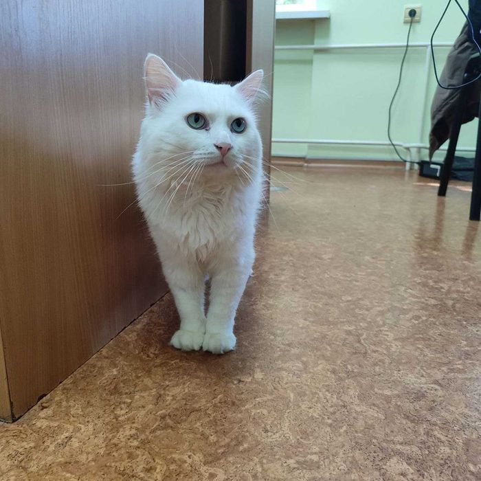 Кіт білосніжний, турецька ангора, хлопчик з різнокольоровими очима