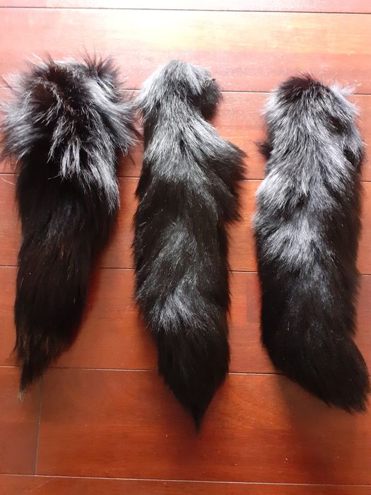 Lisia kita ,ogony 45-50cm