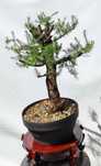 Pre Bonsai modrzew