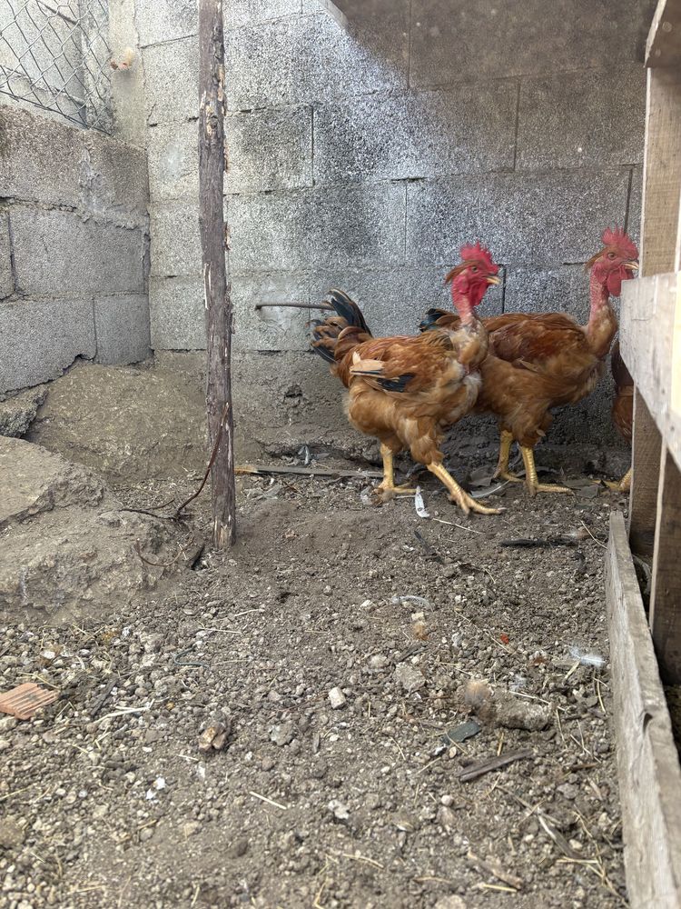 Galos Criados no campo