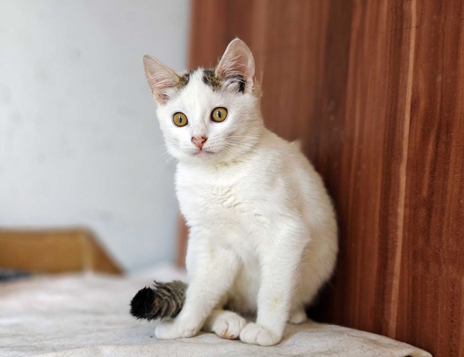 Красуня Совушка дуже хоче знайти свого господаря, кіт кошеня кот кішка