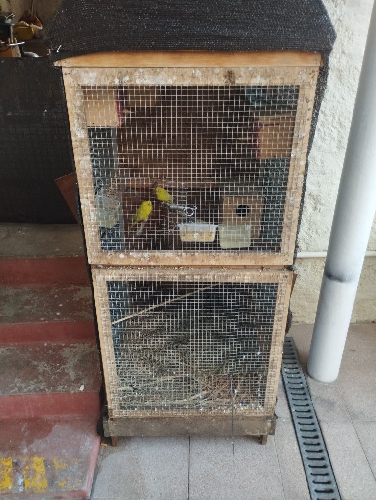 Vendo lote de 8 periquitos