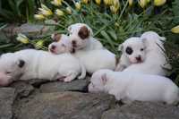 Szczeniak Jack Russell Terrier