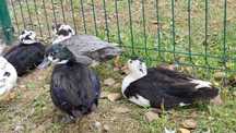 Kaczka kayuga/ call duck