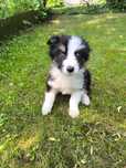 Sunia Border Collie tricolor
