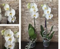 Орхідеї, Фаленопсис  Крупноквіткові