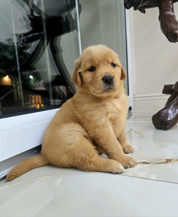 Szczenię Golden Retriever 100% linia Amerykańska  FCI ZKWP