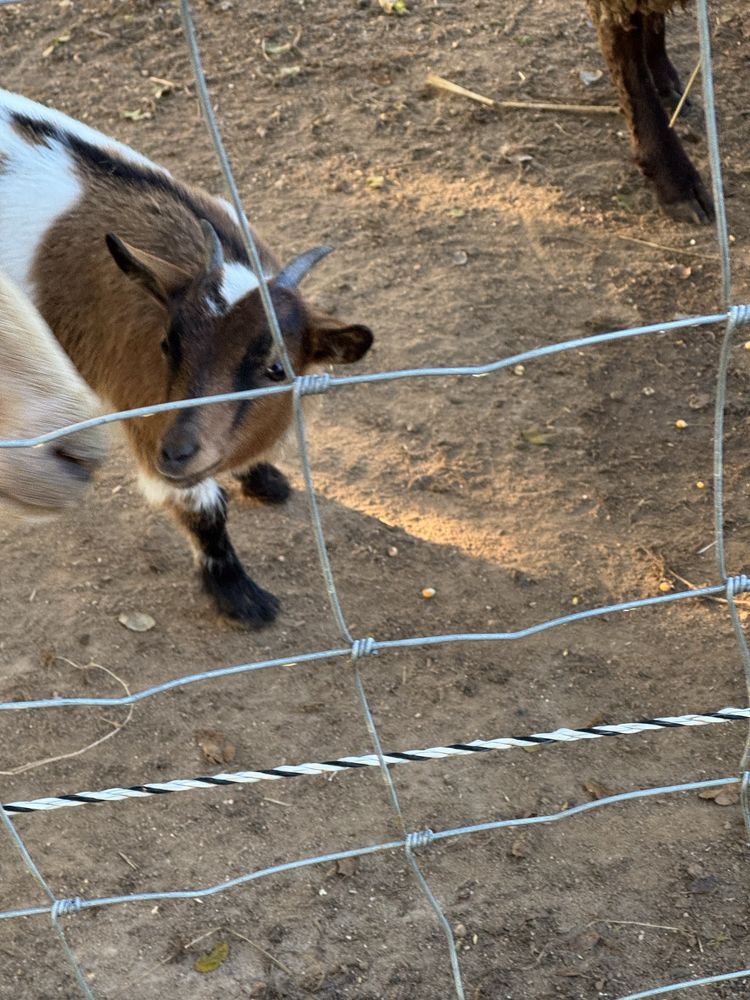 Cabra ana (macho 6 meses ) goat tb troco