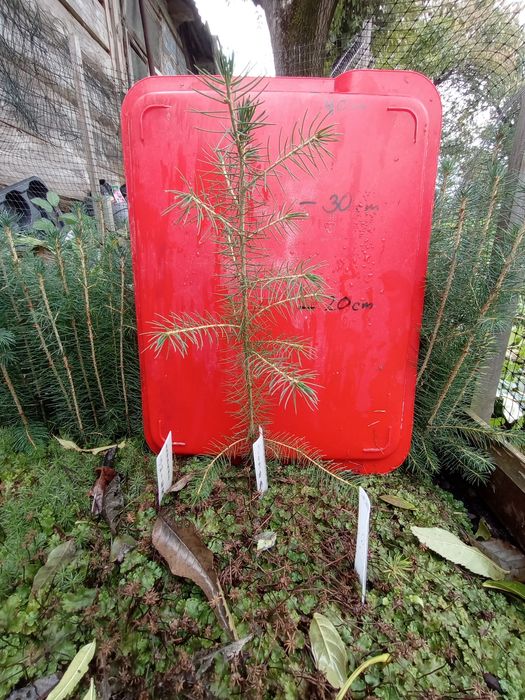 Świerk pospolity/srebrny sosna czarna