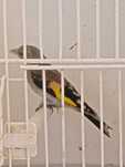 Aves da Fauna Anilhadas
