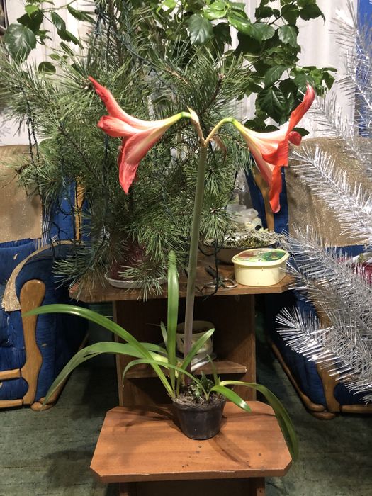 Вазони лікувальні і декоративні