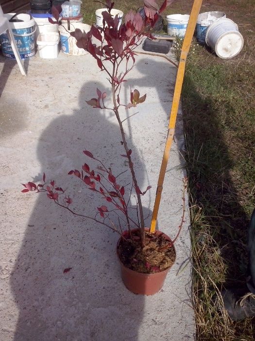 Borówka Amerykańska Krzaki Sadzonki Bluecrop Elizabeth Duke