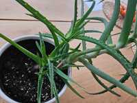 Aloes kilkuletni