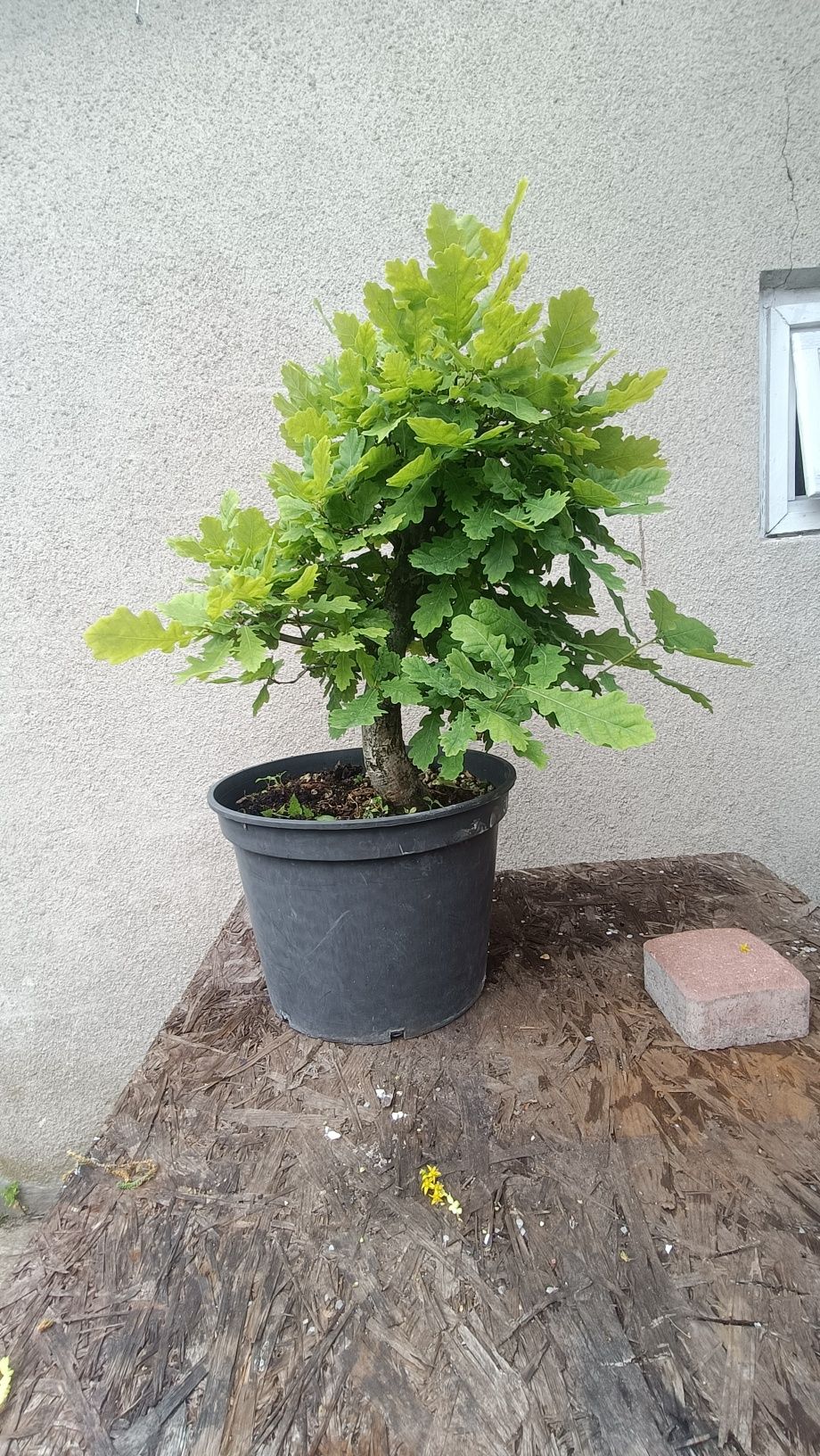 Drzewko Bonsai Dąb