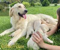 Suczka szczeniak Golden Retriever rodowód REZERWACJA