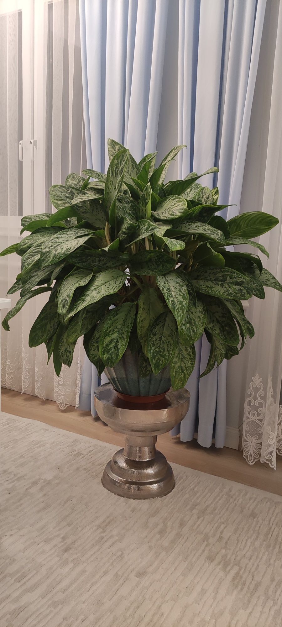 Roślina doniczkowa Aglaonema  Peacock wys 100 cm