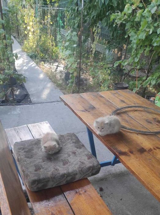 Отдам котят в добрые руки