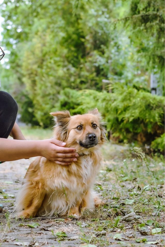 Ruda, nieśmiała suczka - potrzebny wyrozumiały dom -adopcja