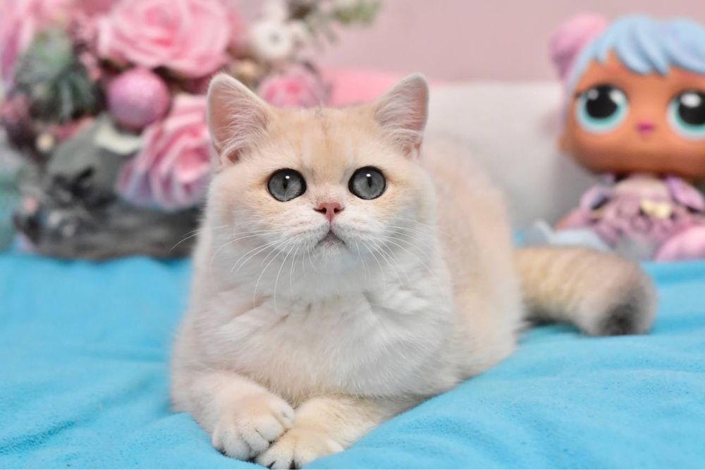 Британский котенок короткошерстый голубое золото