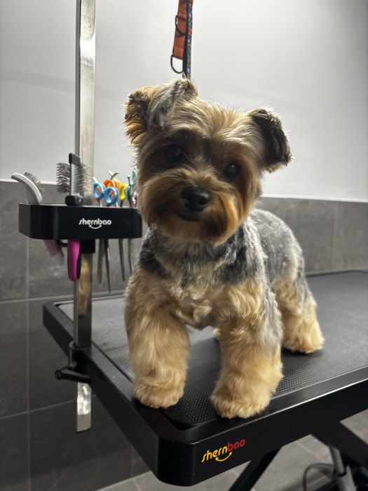 Psi fryzjer groomer strzyżenie dla psów. Sosnowiec