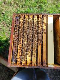 Odkłady pszczele - zapisy