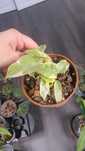 Philodendron burle marx lava mutation