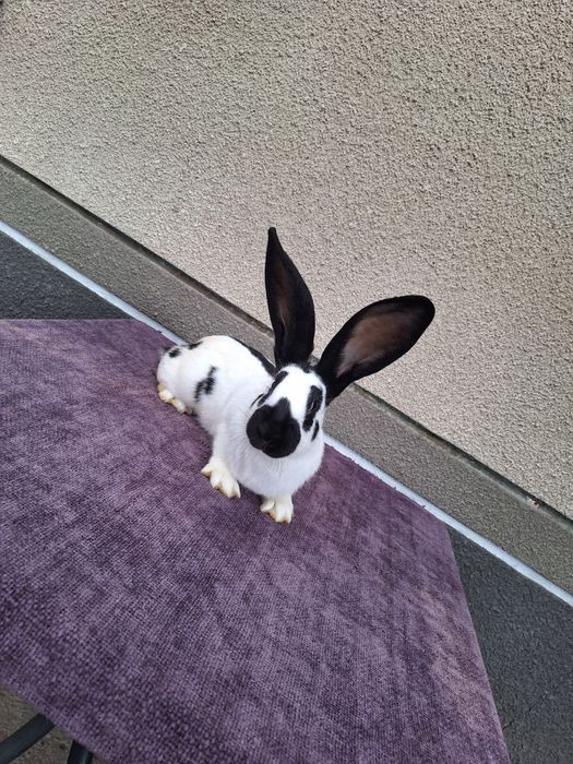 Кролі. Строкач. Кролики